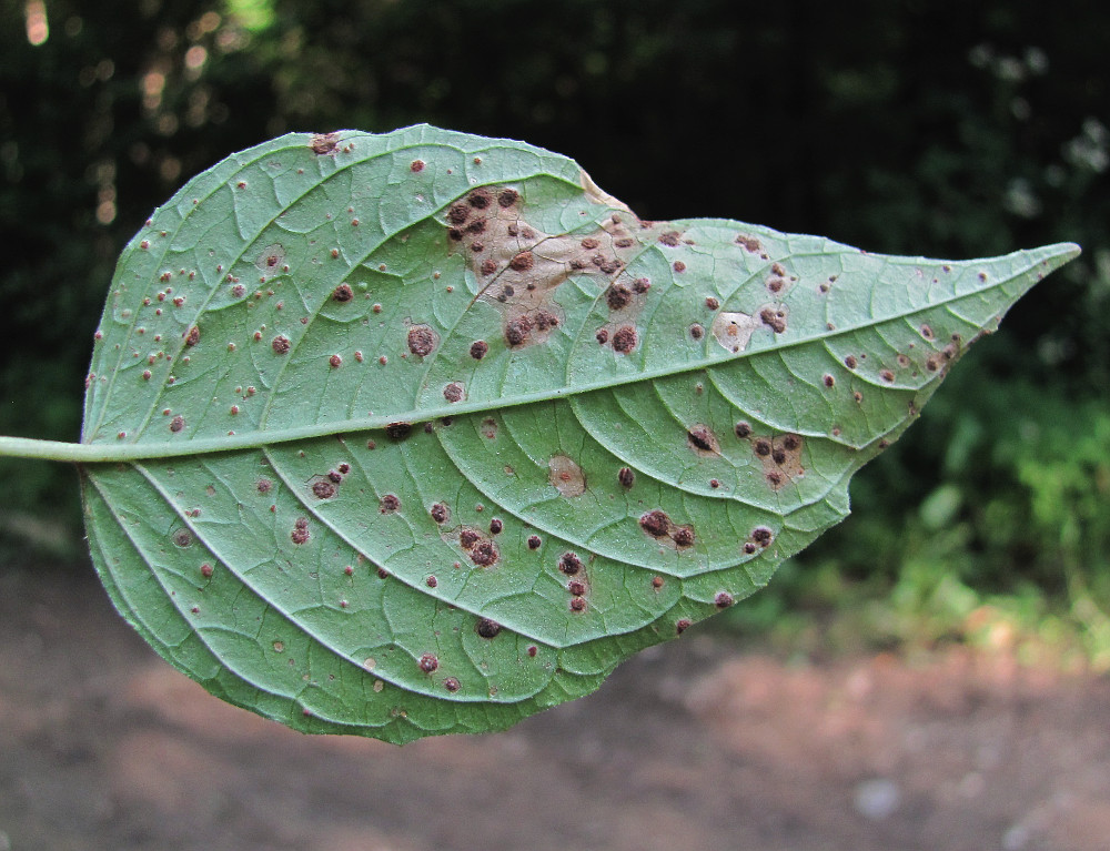 Изображение особи Circaea lutetiana.