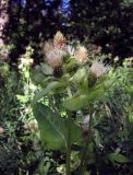 Cirsium oleraceum