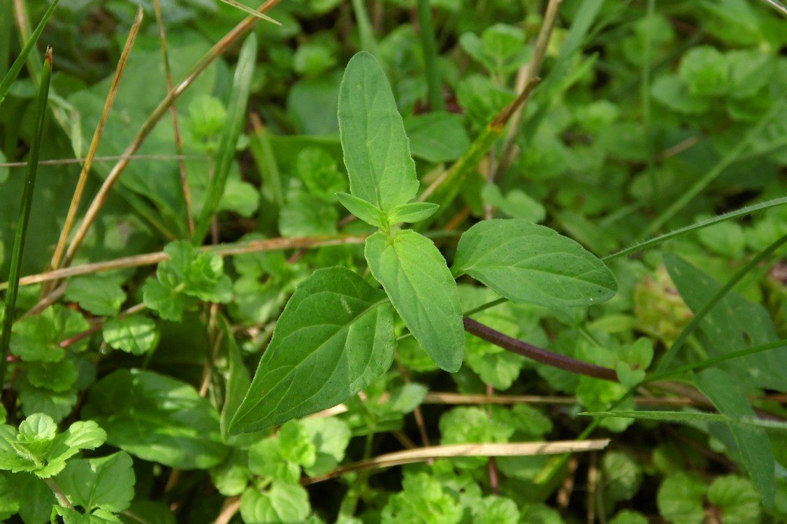 Image of Prunella vulgaris specimen.