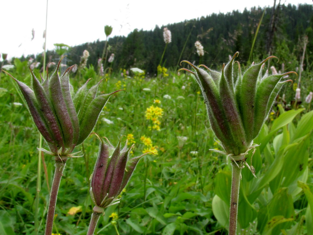 Image of Aquilegia glandulosa specimen.