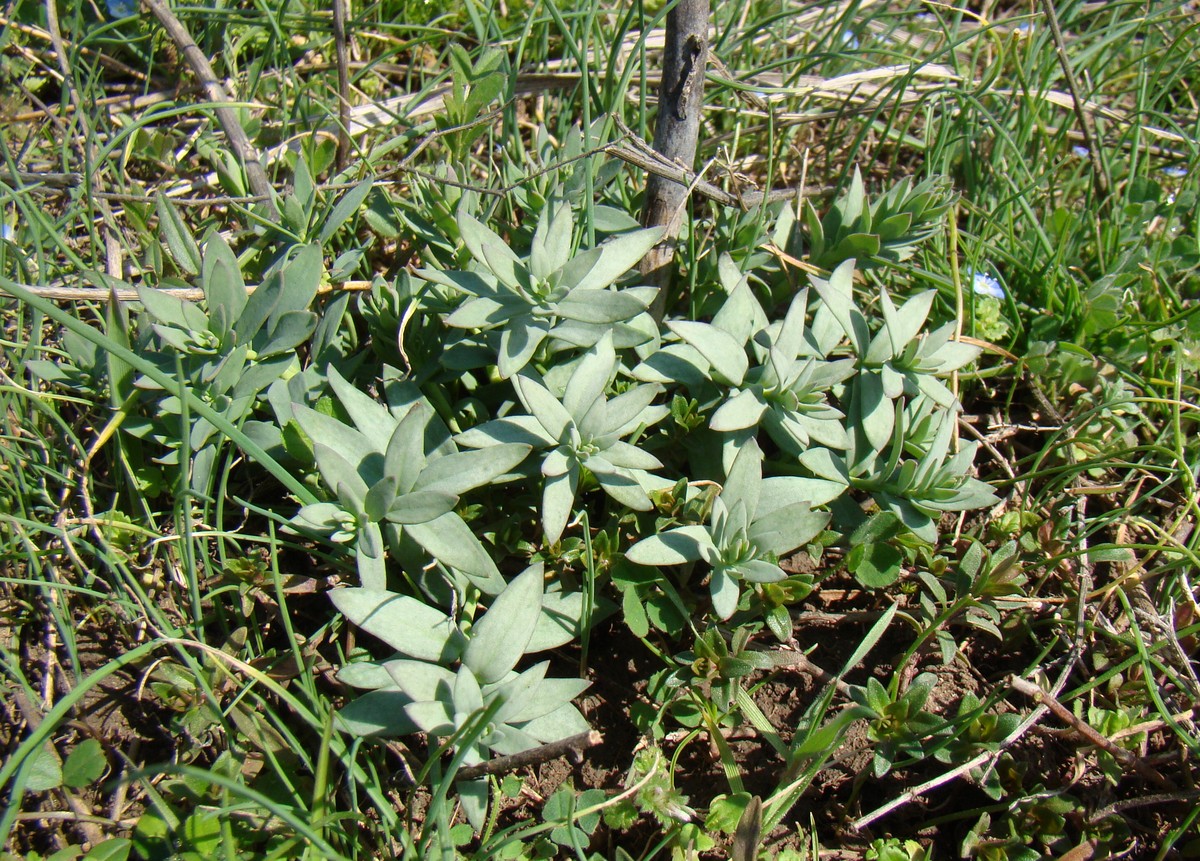 Image of Linaria genistifolia specimen.