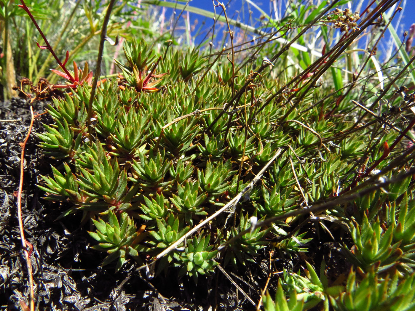 Изображение особи Saxifraga spinulosa.