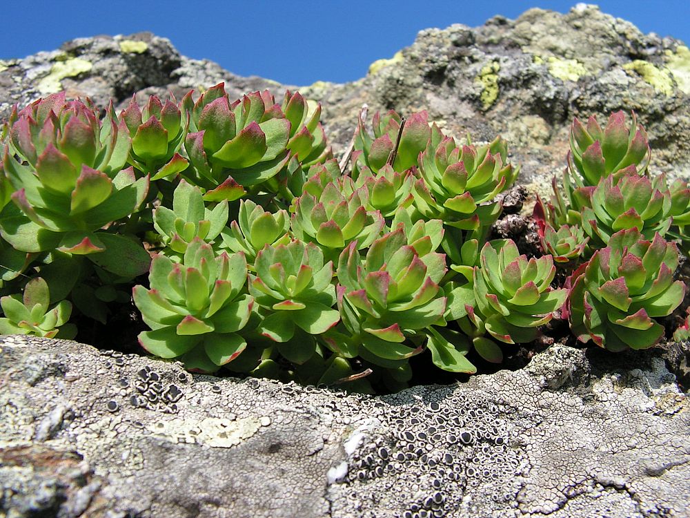 Image of Rhodiola sachalinensis specimen.