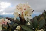 Rhododendron caucasicum. Соцветие и листья. Адыгея, Кавказский биосферный заповедник, гора Гузерипль, склон балки, выс. ≈ 2100 м н.у.м. 12.06.2016.
