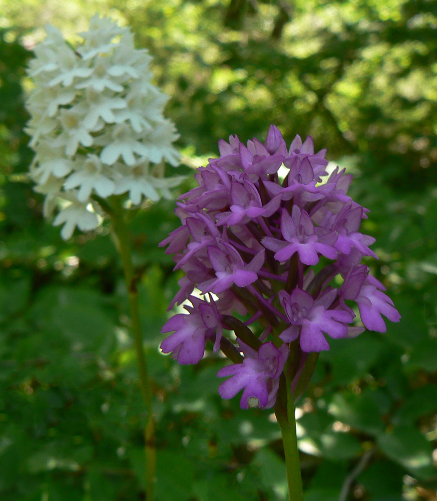 Image of Anacamptis pyramidalis specimen.