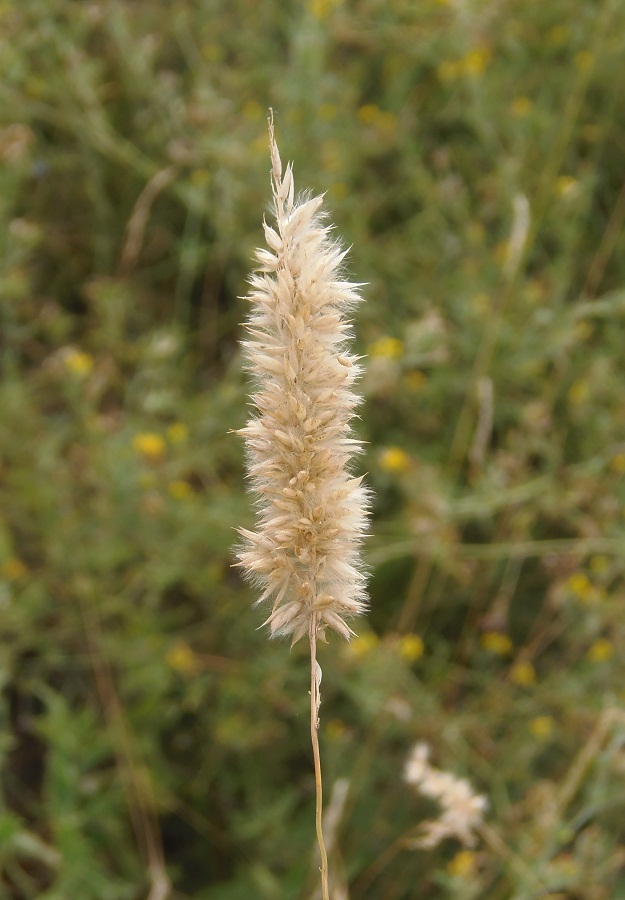 Image of Melica transsilvanica specimen.