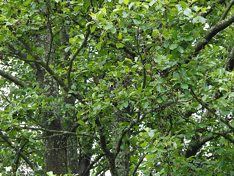 Image of Alnus glutinosa specimen.