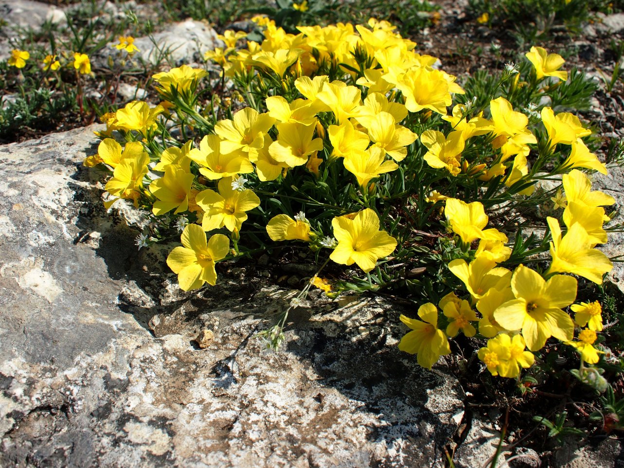 Image of Linum tauricum specimen.