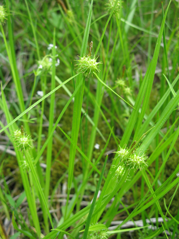 Image of Carex flava specimen.