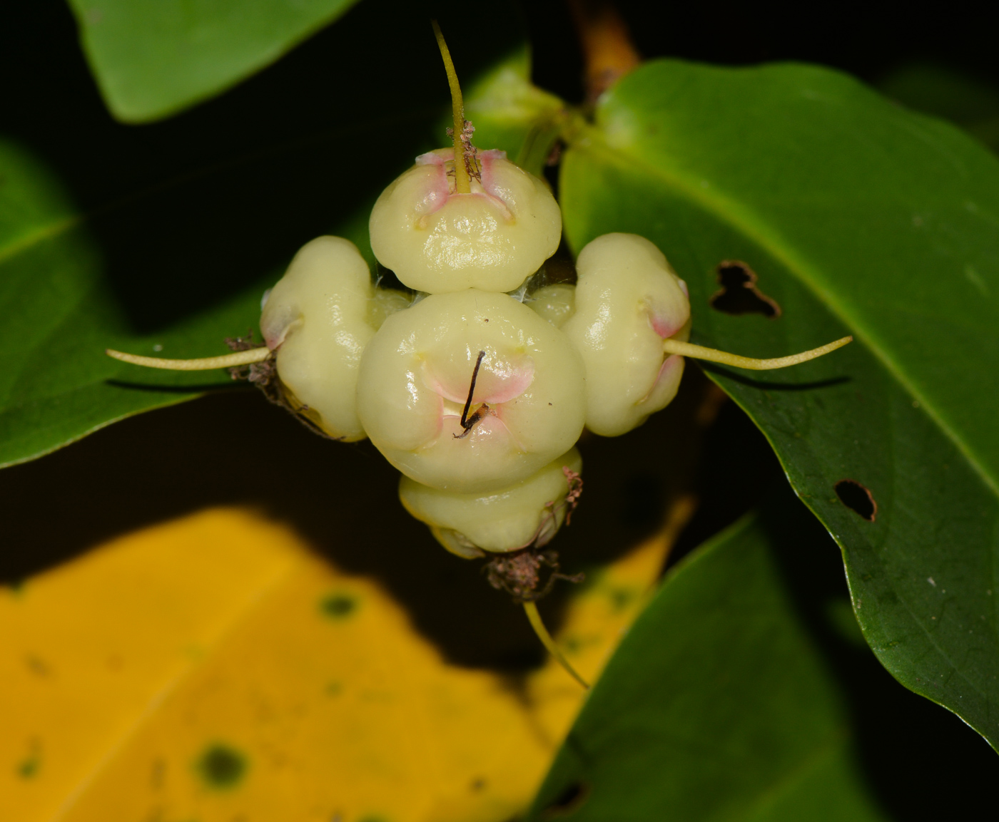 Image of Syzygium aqueum specimen.