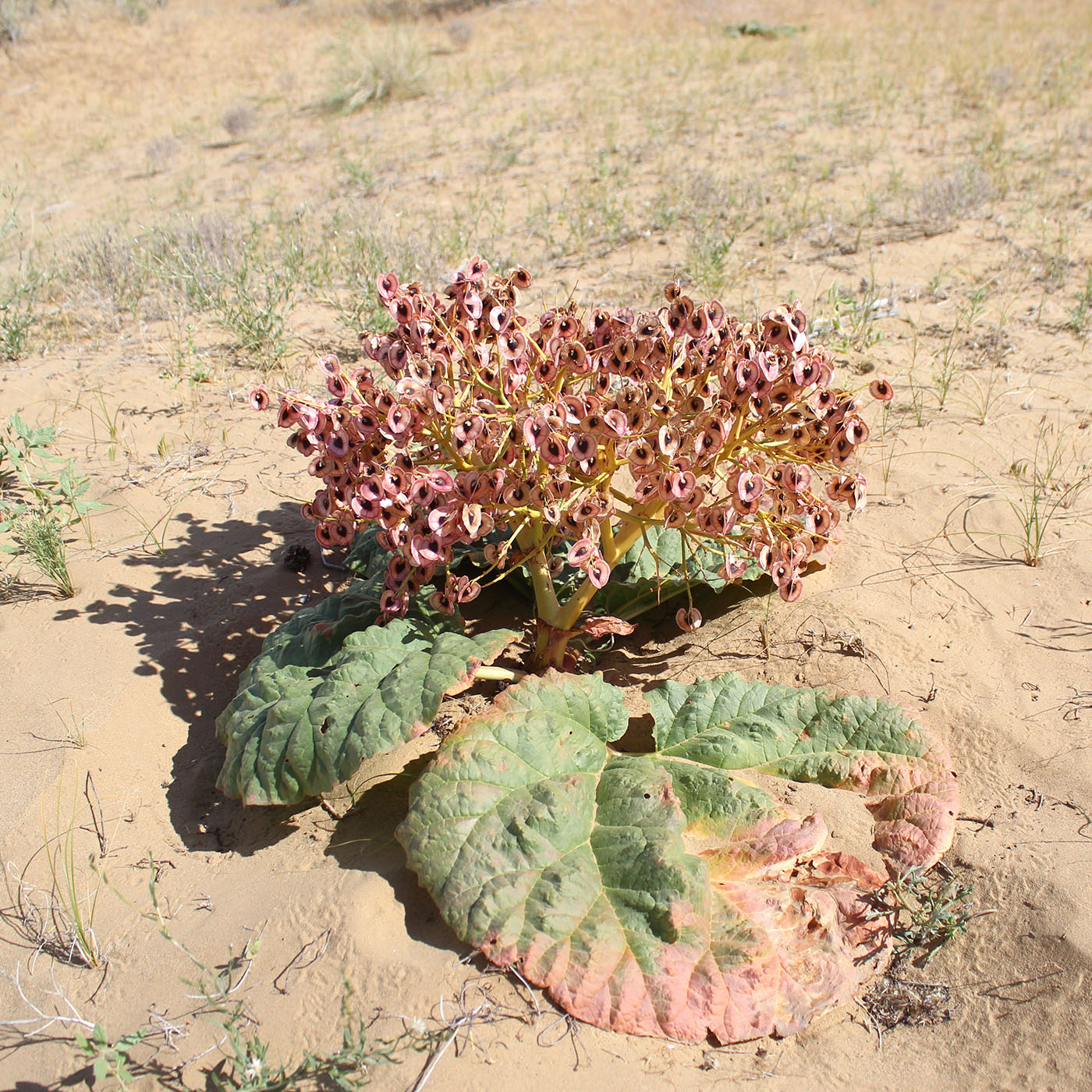 Изображение особи Rheum turkestanicum.