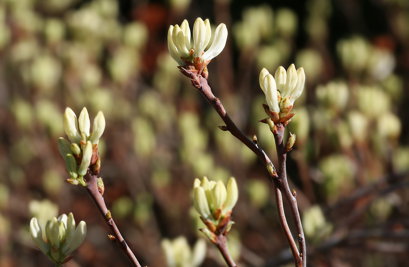 Image of Rhododendron canadense specimen.