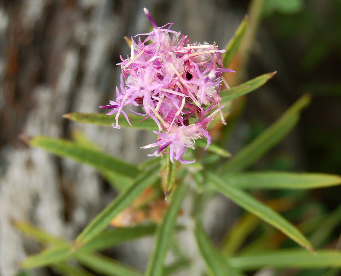 Image of Saussurea salicifolia specimen.