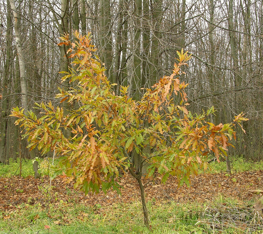 Изображение особи Quercus imbricaria.