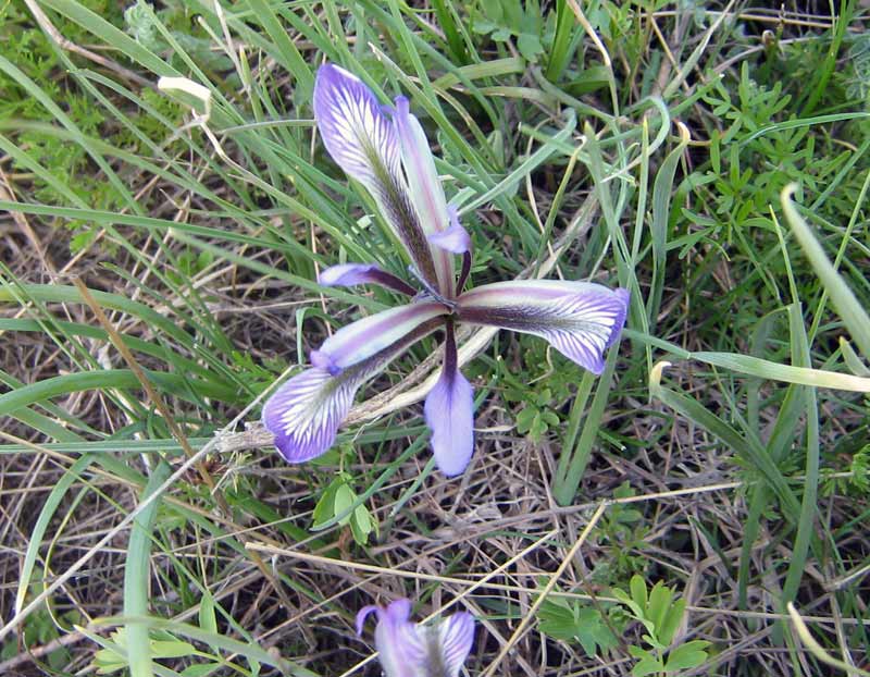 Image of Iris loczyi specimen.