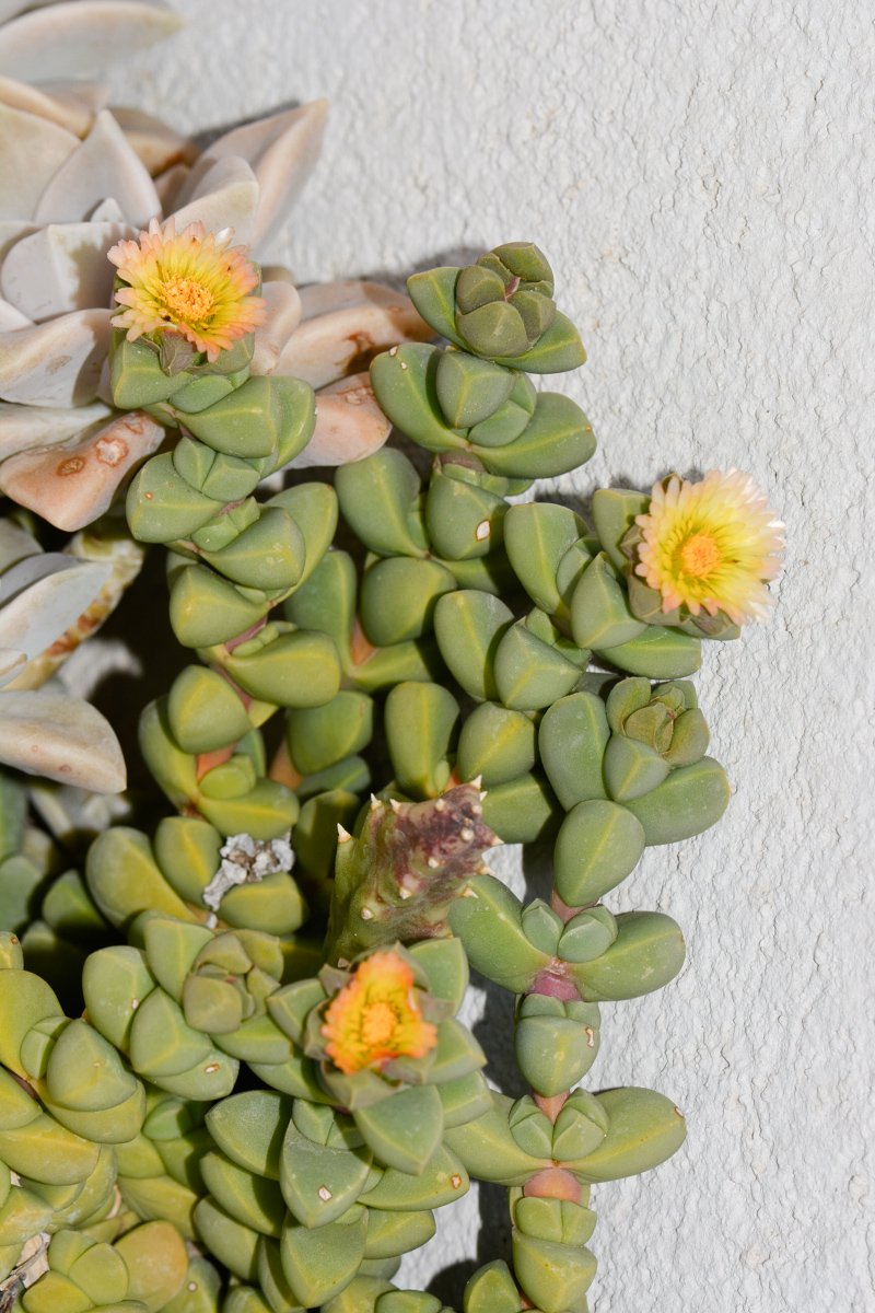 Image of Corpuscularia lehmannii specimen.