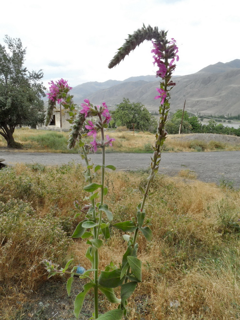 Image of Lythrum salicaria specimen.