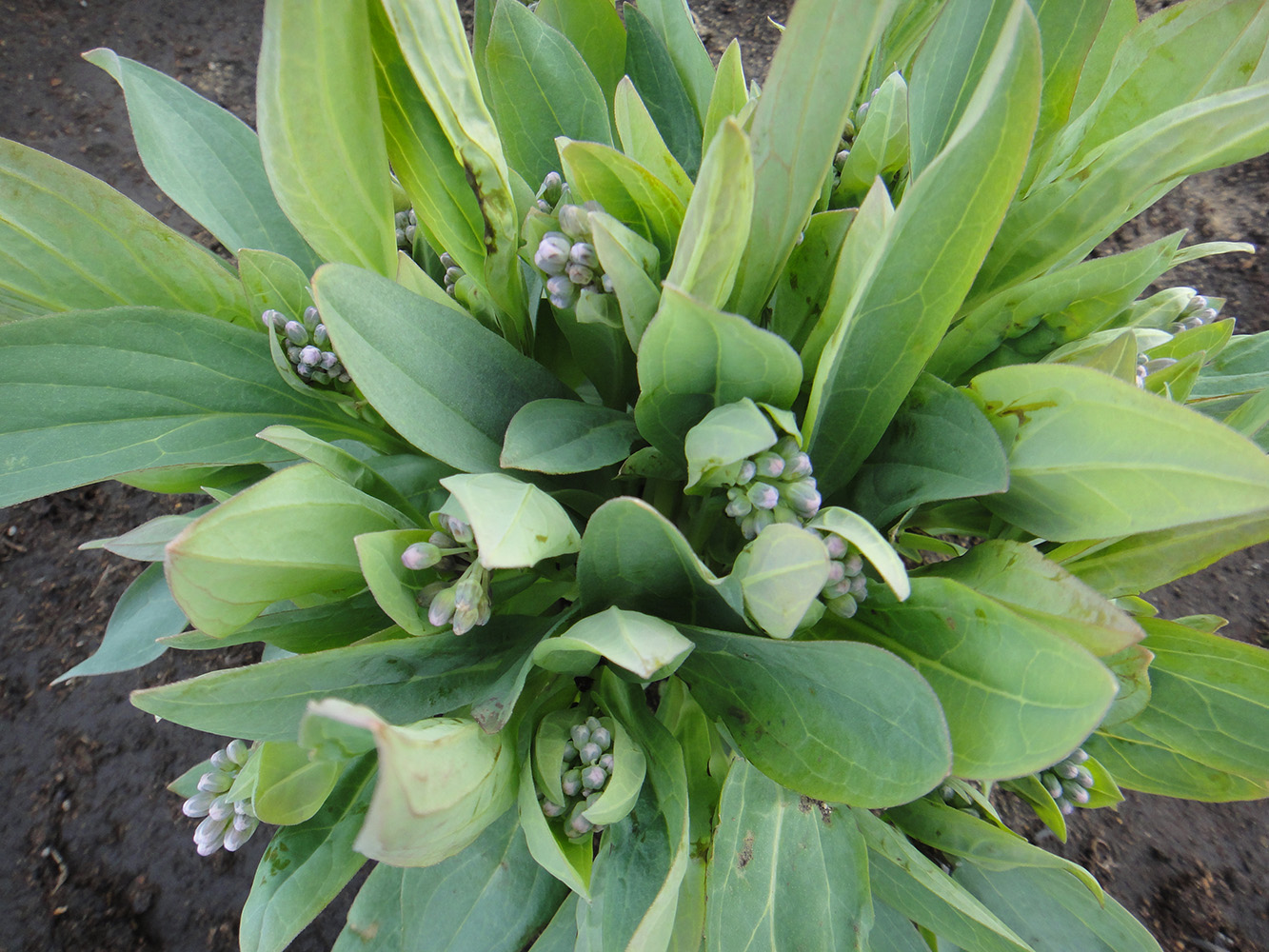 Image of Mertensia sibirica specimen.