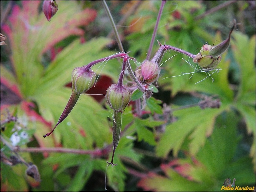 Image of Geranium pratense specimen.