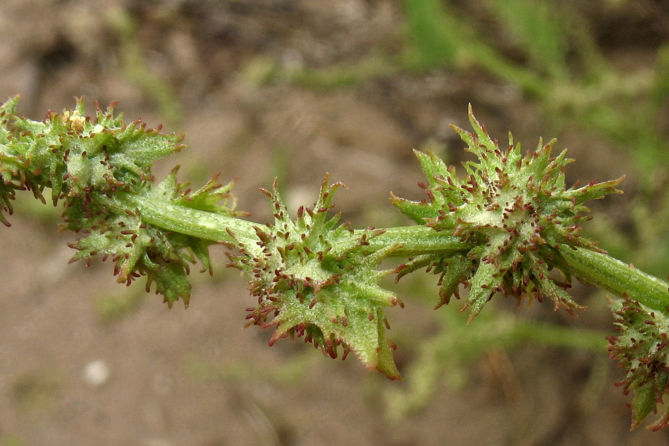 Image of Atriplex calotheca specimen.