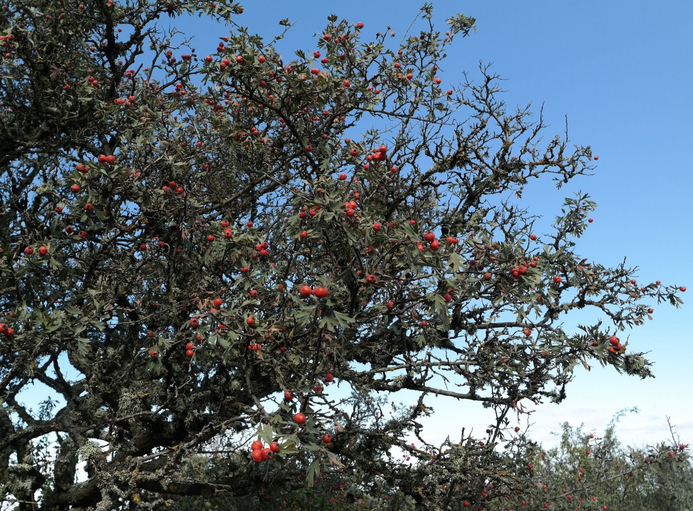 Image of Crataegus orientalis specimen.