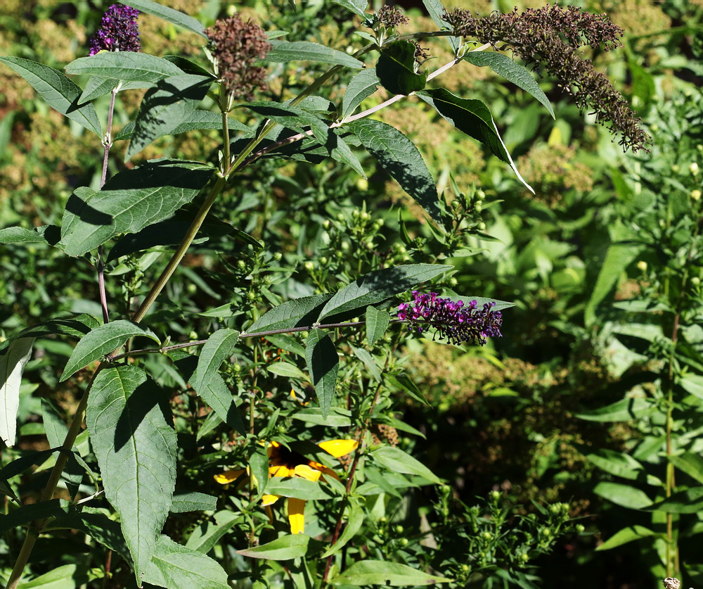 Изображение особи Buddleja davidii.