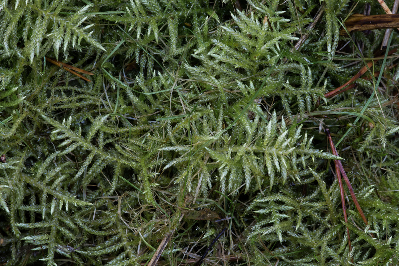 Image of Cirriphyllum piliferum specimen.