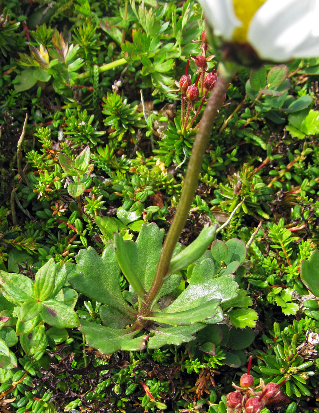 Image of Arctanthemum arcticum specimen.
