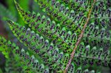 Polystichum braunii