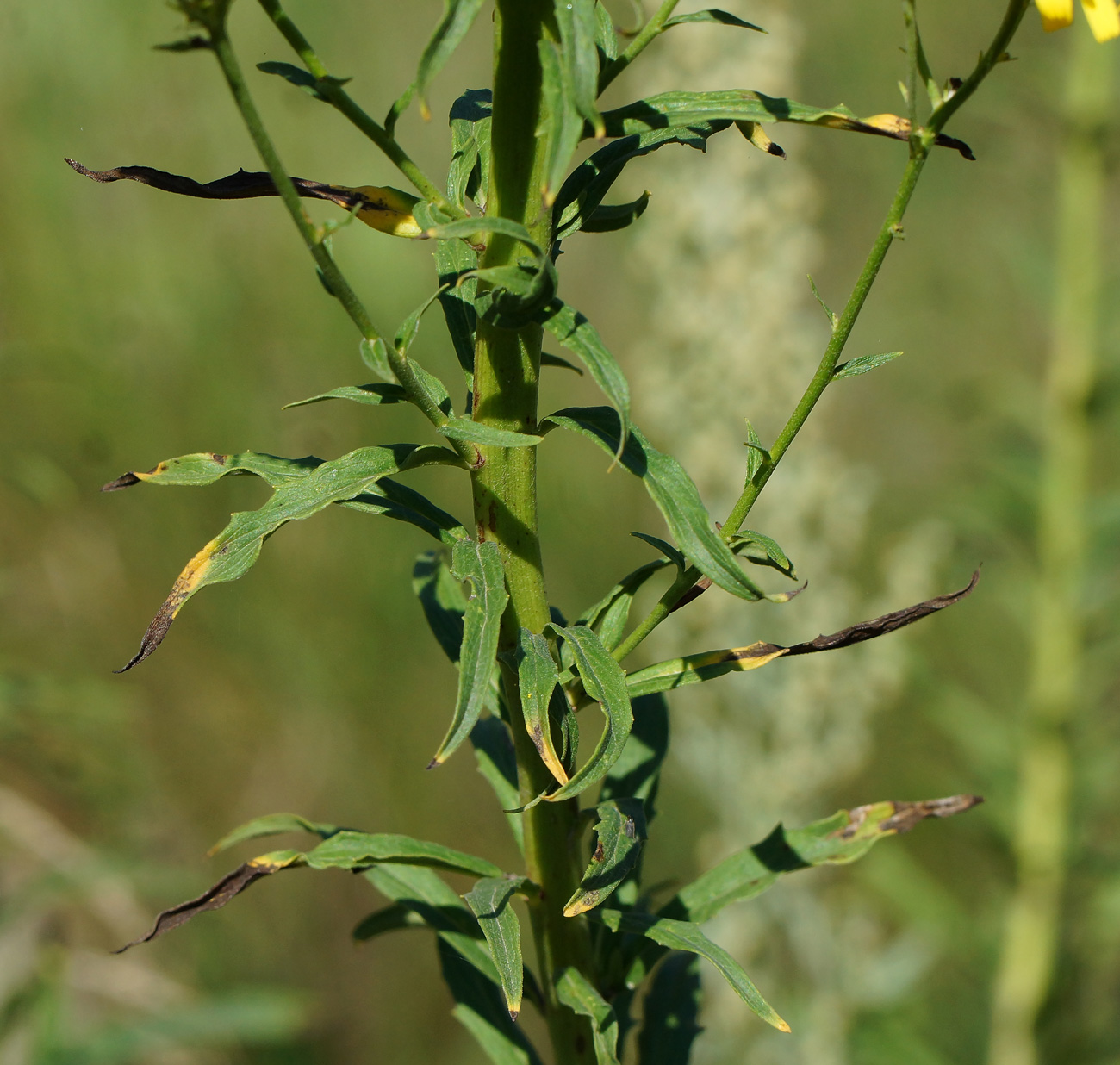 Image of Hieracium umbellatum specimen.