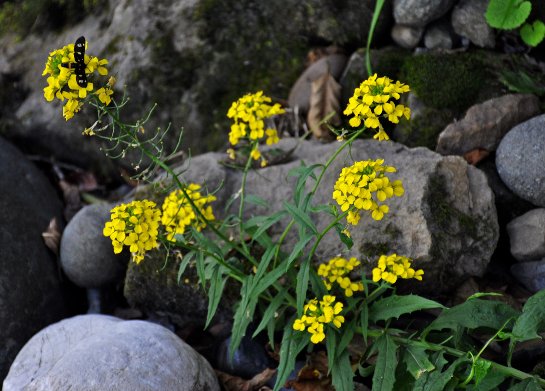 Image of Erysimum aureum specimen.