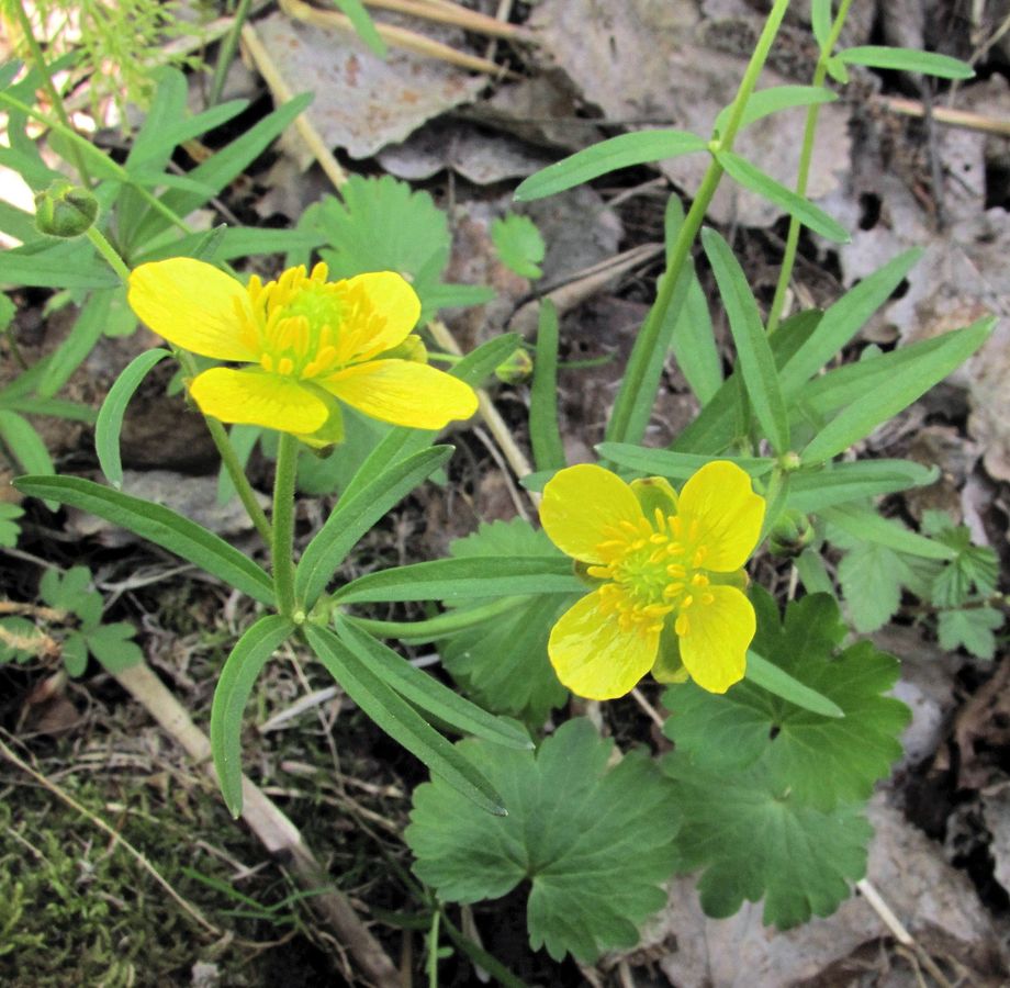 Image of Ranunculus monophyllus specimen.