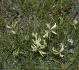 Trifolium polyphyllum. Цветущее растение. Кабардино-Балкария, Эльбрусский р-н, гора Чегет, 2800 м н.у.м. 08.07.2009.
