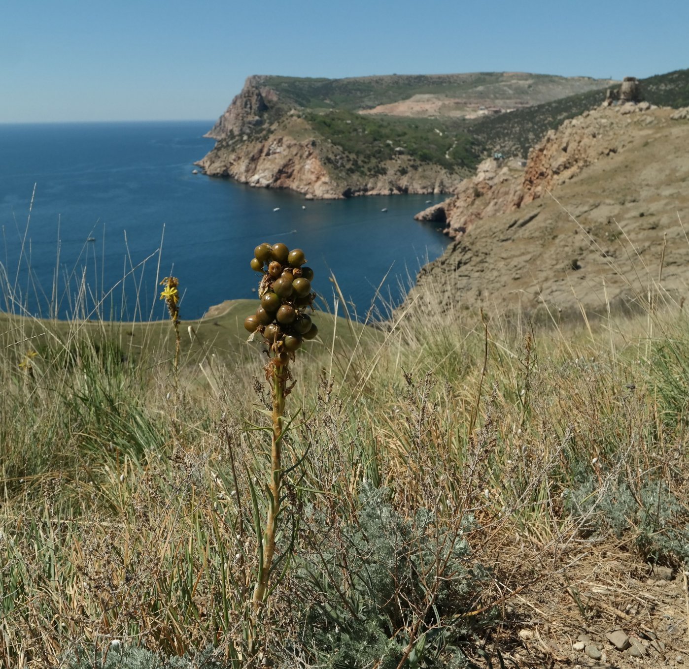 Image of Asphodeline lutea specimen.