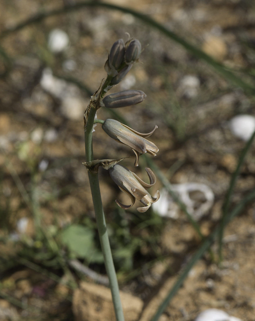 Image of Dipcadi serotinum specimen.