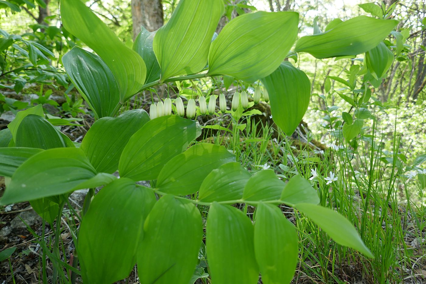 Image of Polygonatum glaberrimum specimen.