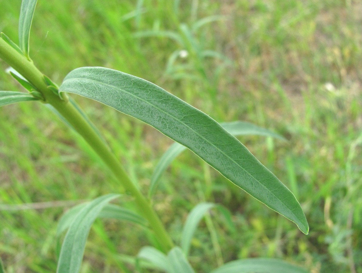 Image of Euphorbia virgata specimen.