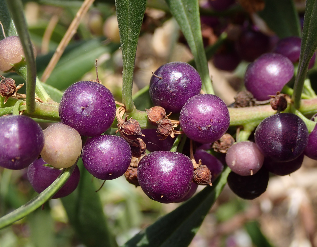 Image of Myoporum acuminatum specimen.