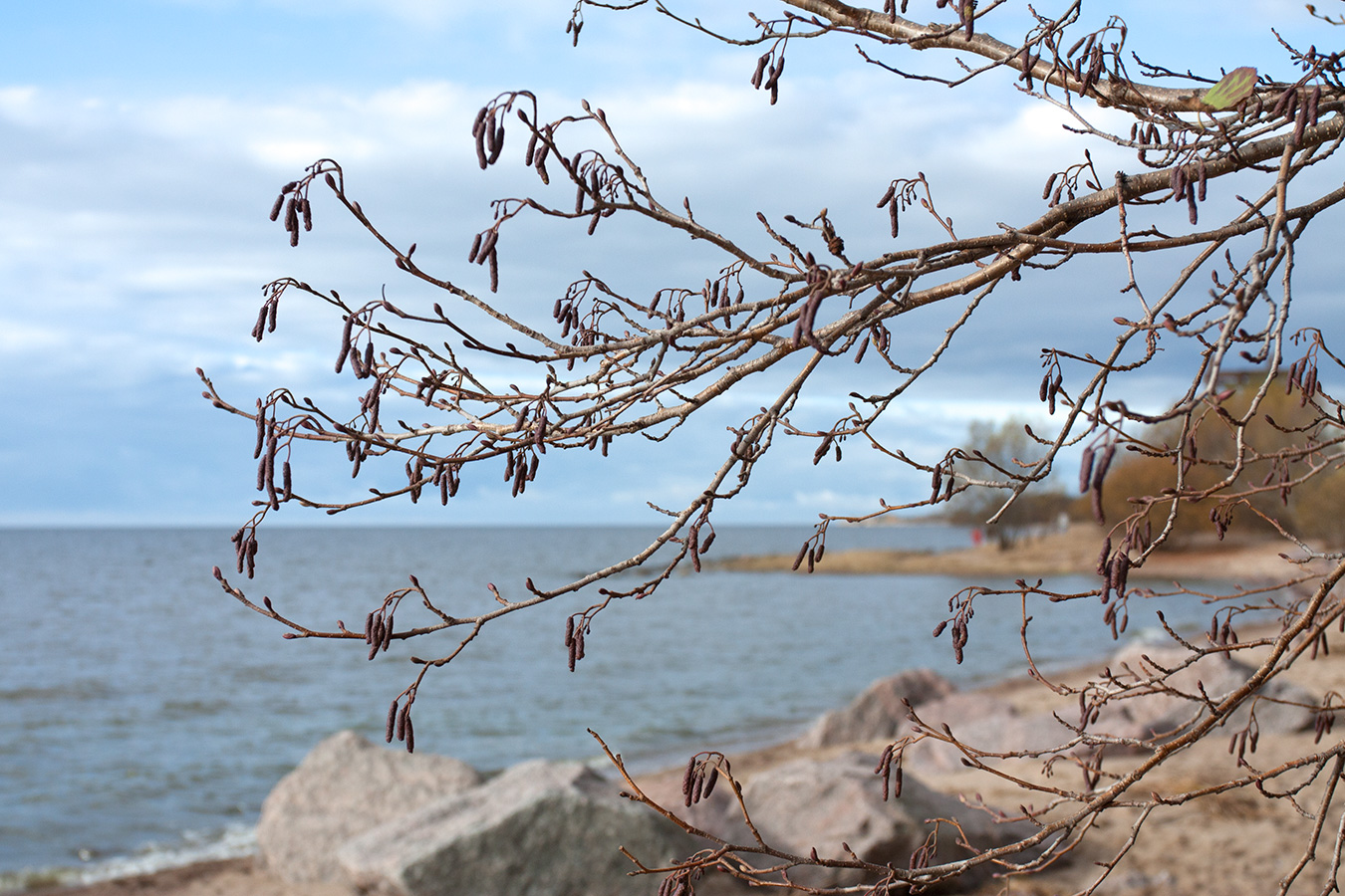 Image of Alnus glutinosa specimen.