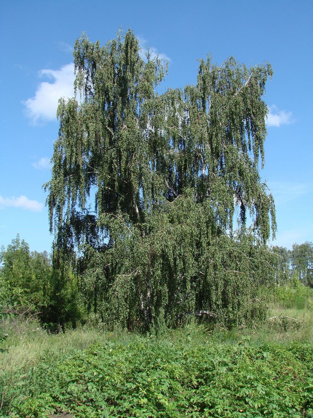 Image of Betula pendula specimen.