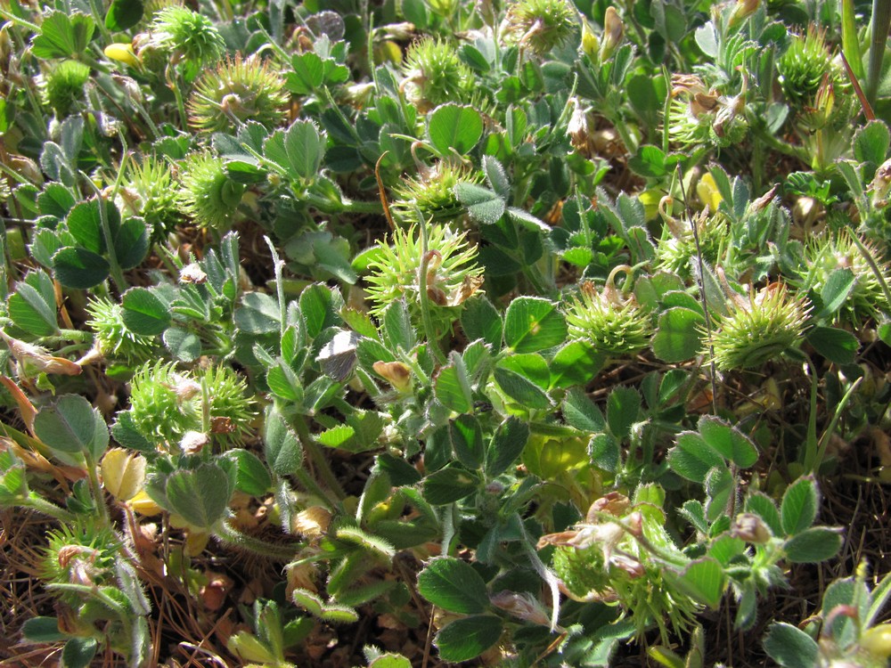 Image of Medicago disciformis specimen.