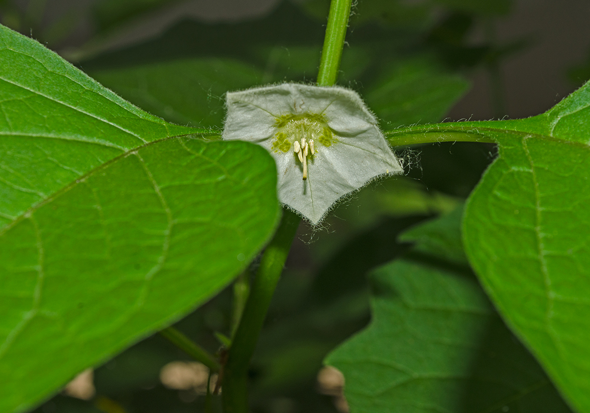 Image of Alkekengi officinarum specimen.