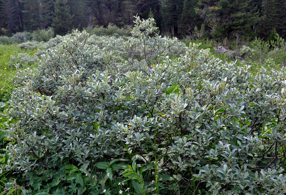 Image of Salix glauca specimen.