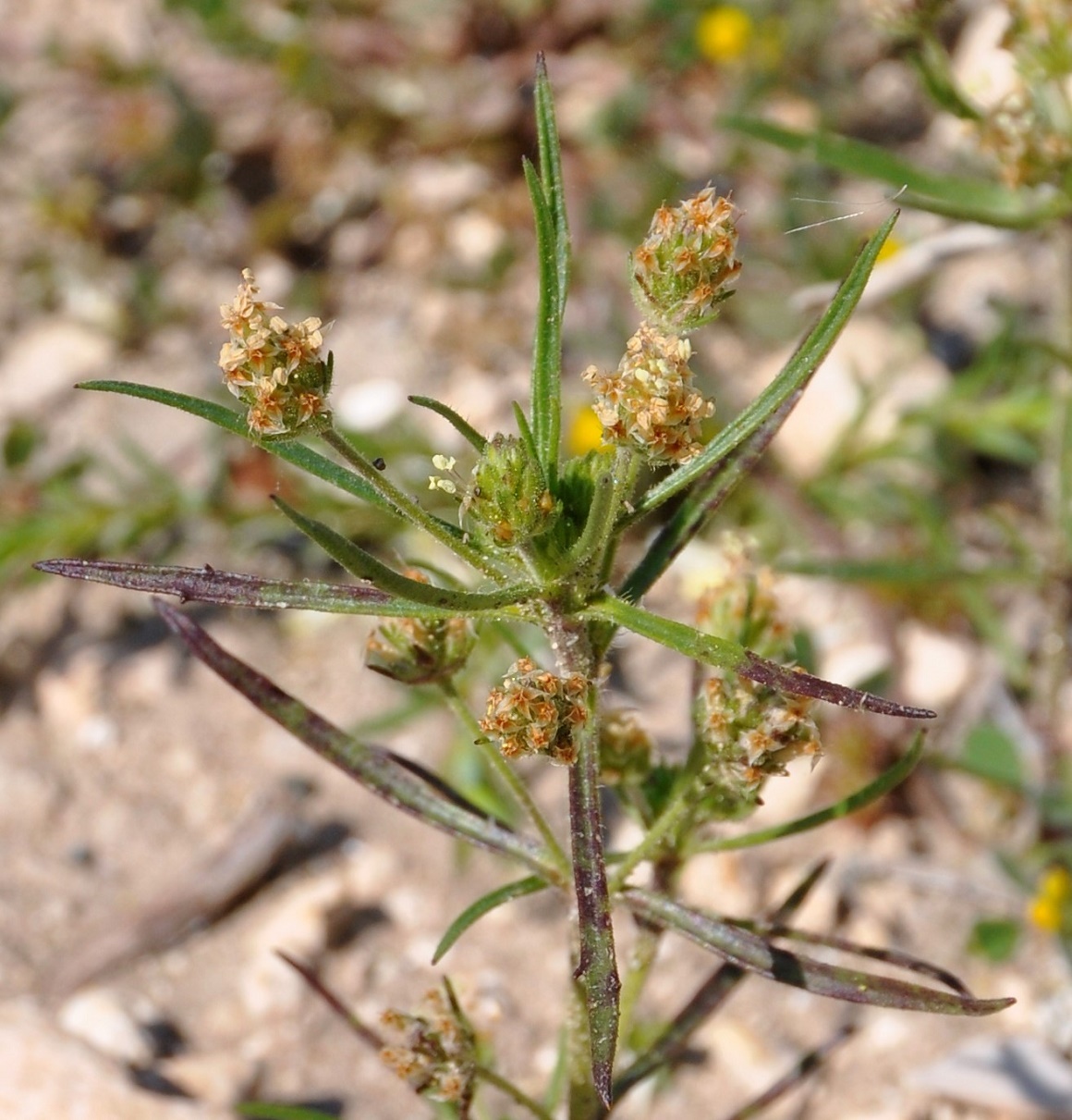 Image of Plantago arenaria specimen.