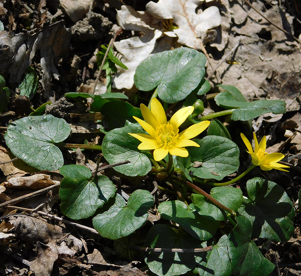 Image of Ficaria calthifolia specimen.