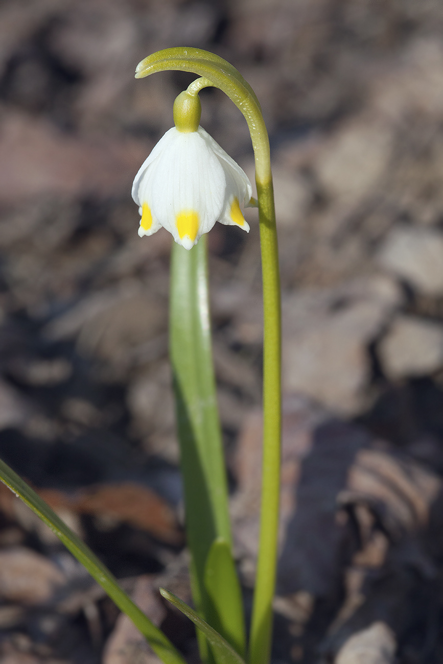 Изображение особи Leucojum vernum.