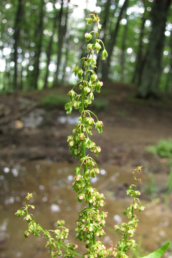 Изображение особи Rumex sylvestris.