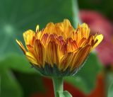 Calendula officinalis