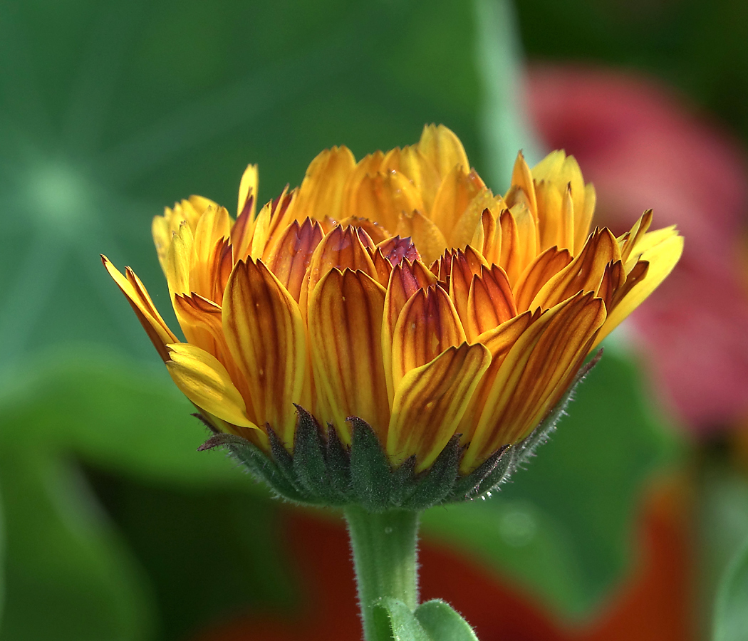 Image of Calendula officinalis specimen.