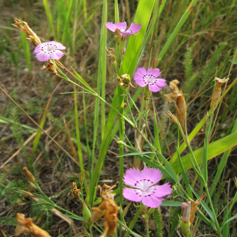 Image of Dianthus versicolor specimen.